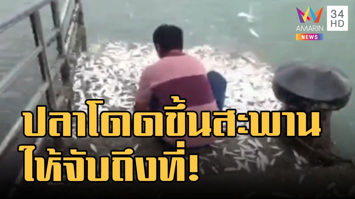 ปลาตาแมว นับพันกระโดดขึ้นมาบนสะพานท่าเรือ