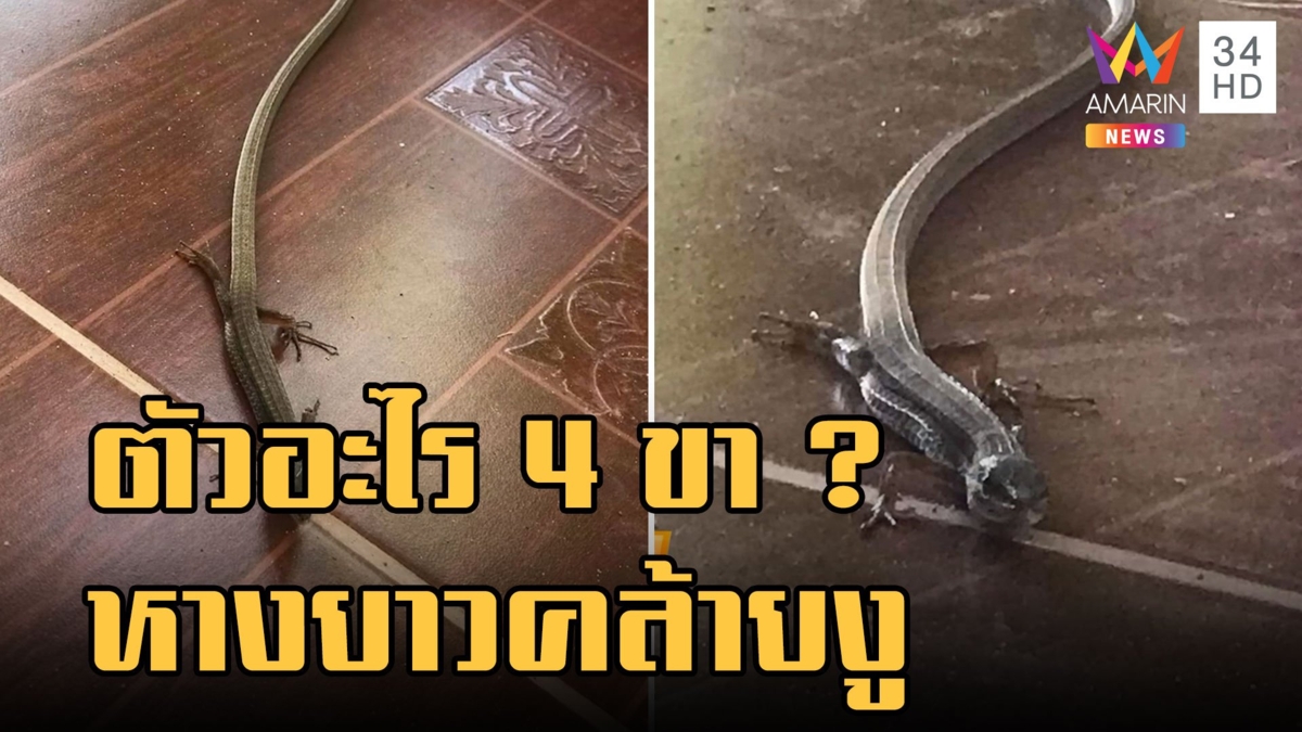 ฮือฮา เจอสัตว์แปลก 4 ขา หางยาวคล้ายงู