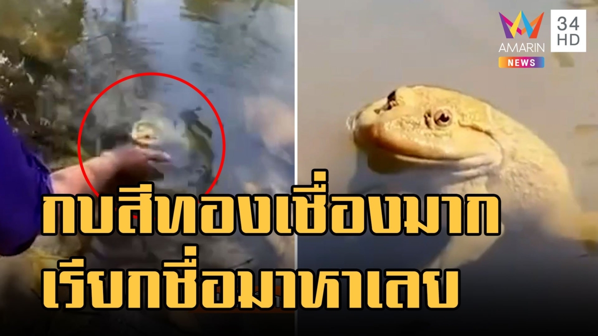 เจ้าทอง กบสีทองเชื่องมาก แค่เรียกชื่อก็มาหาคนเลย