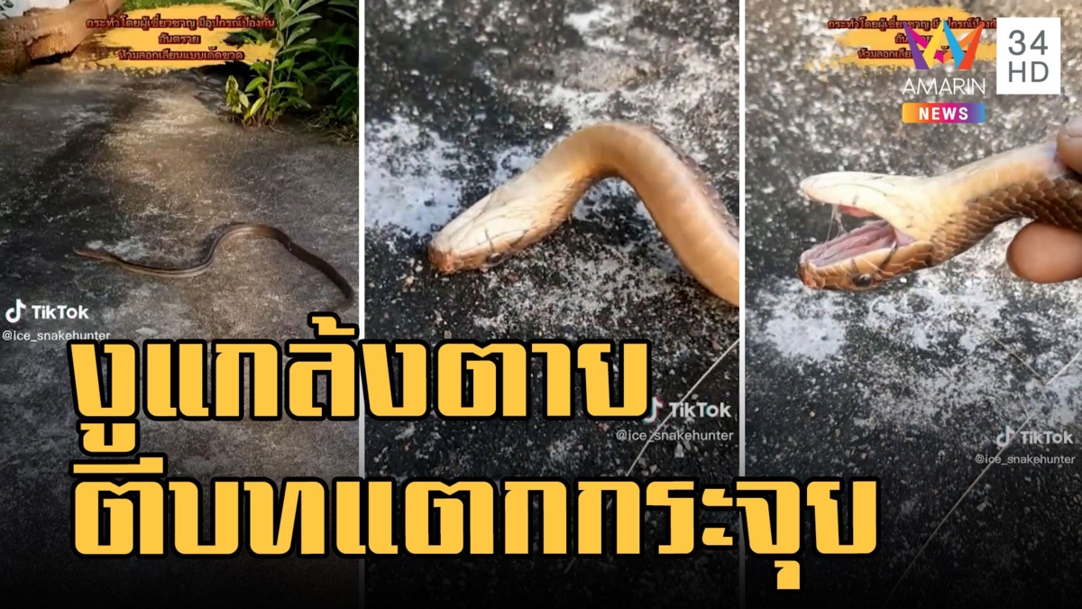 งูทางมะพร้าว ตีบทแตก! แกล้งตายกลางถนน
