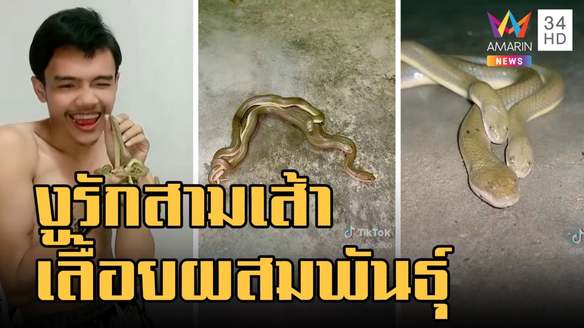งูปลิง รักสามเส้าผสมพันธุ์ หนุ่มเลี้ยงไว้เลื้อยเข้าบ้านตอนน้ำท่วม