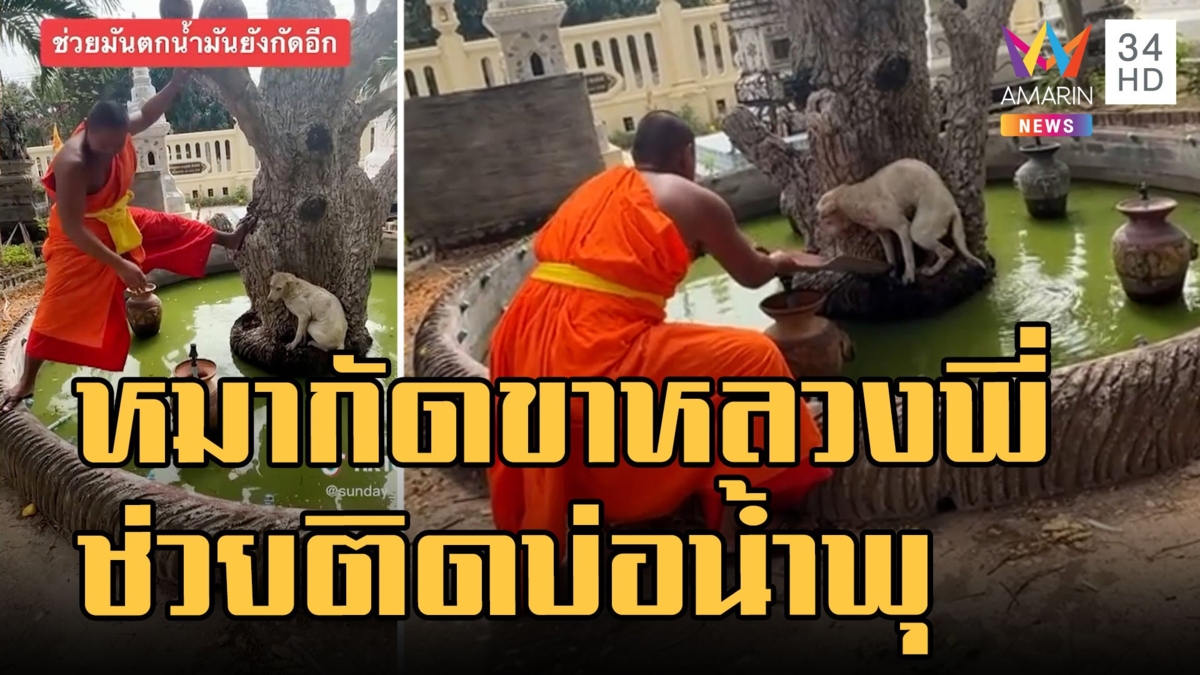 หมาติดเกาะบ่อน้ำพุ แต่มันดุกัดขาหลวงพี่ ช่วยได้สำเร็จ