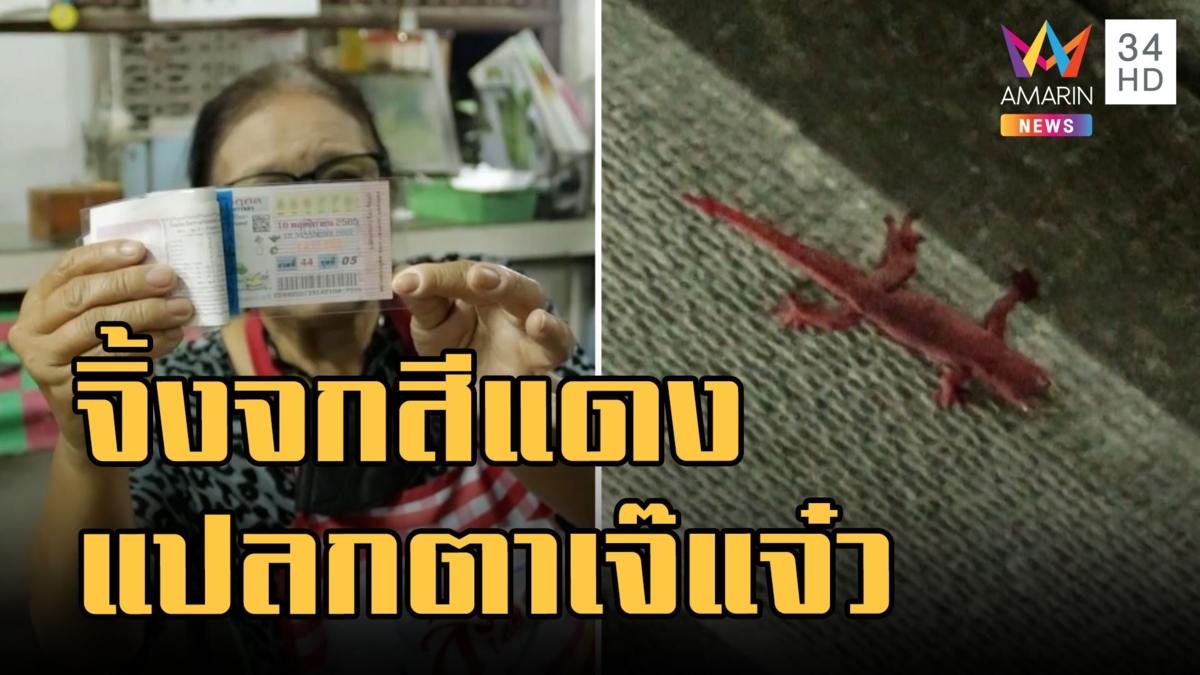 จิ้งจกแดงแจ๋ โผ่ร้านเจ๊แจ๋ว ร้านอาหารตามสั่งทุ่งวัวแล่น