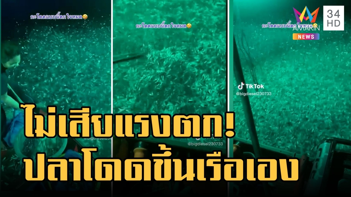 ปลาหลังเขียวเล่นไฟ กระโดดขึ้นเรือประมงเองเลย