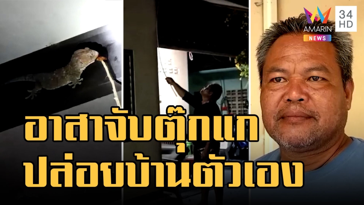 หนุ่มอาสารับจับตุ๊กแกตามบ้านคน จับมาปล่อยบ้านตัวเอง