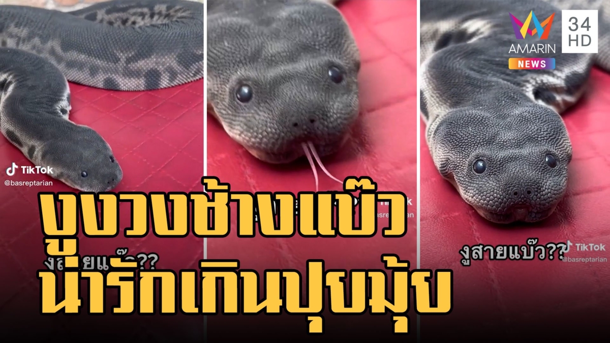 งูงวงช้าง หน้าแบ๊ว ไม่ดุไม่กัดและไม่เลื้อยไปไหนด้วย