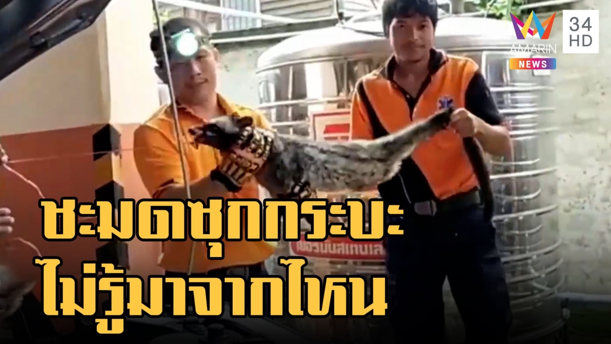 หมาแมวธรรมดาไป! ชะมดซุกในห้องเครื่องรถกระบะ