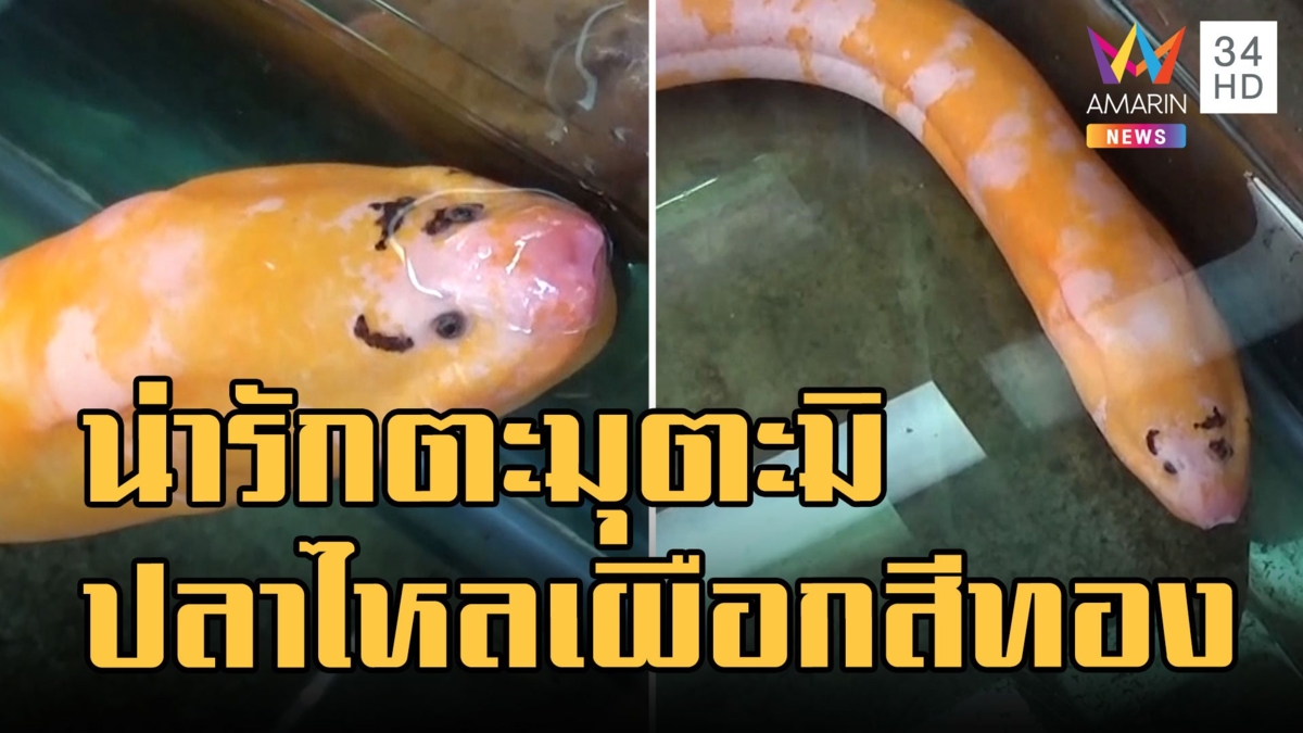 ปลาไหลสีทองลายเผือก เขียนคิ้วน่ารักตะมุตะมิมาก