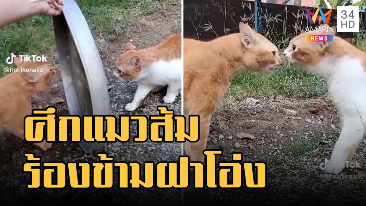 แมวส้มร้องข้ามฝาโอ่ง ตัวตึงทั้งคู่งานนี้ขู่แต่ไม่กัดกัน