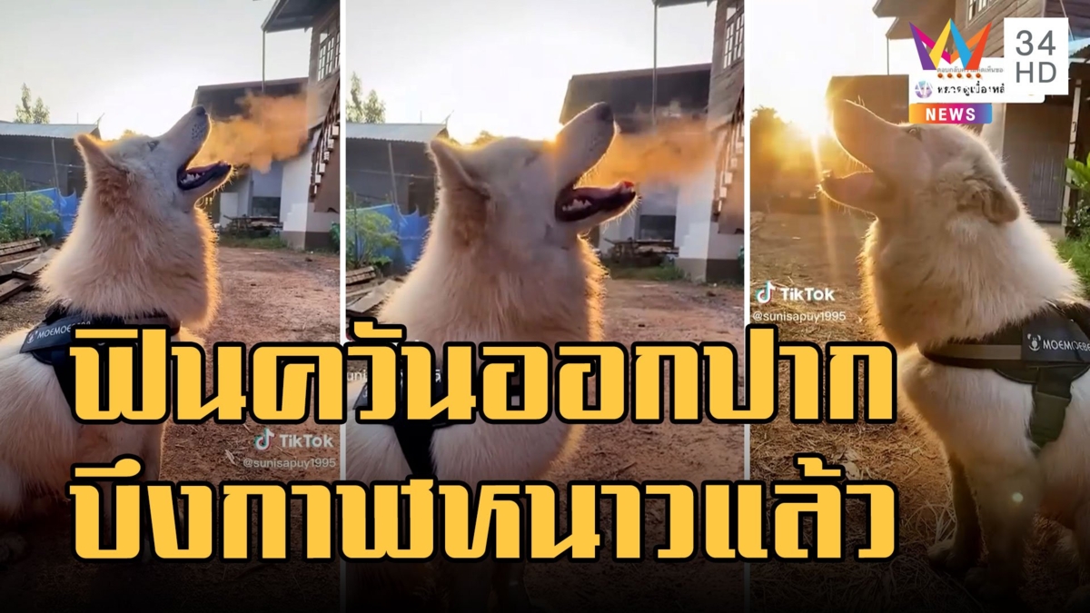 บึงกาฬอากาศเย็น น้องหมาหนาว หายใจควันออกปากสุดฟิน