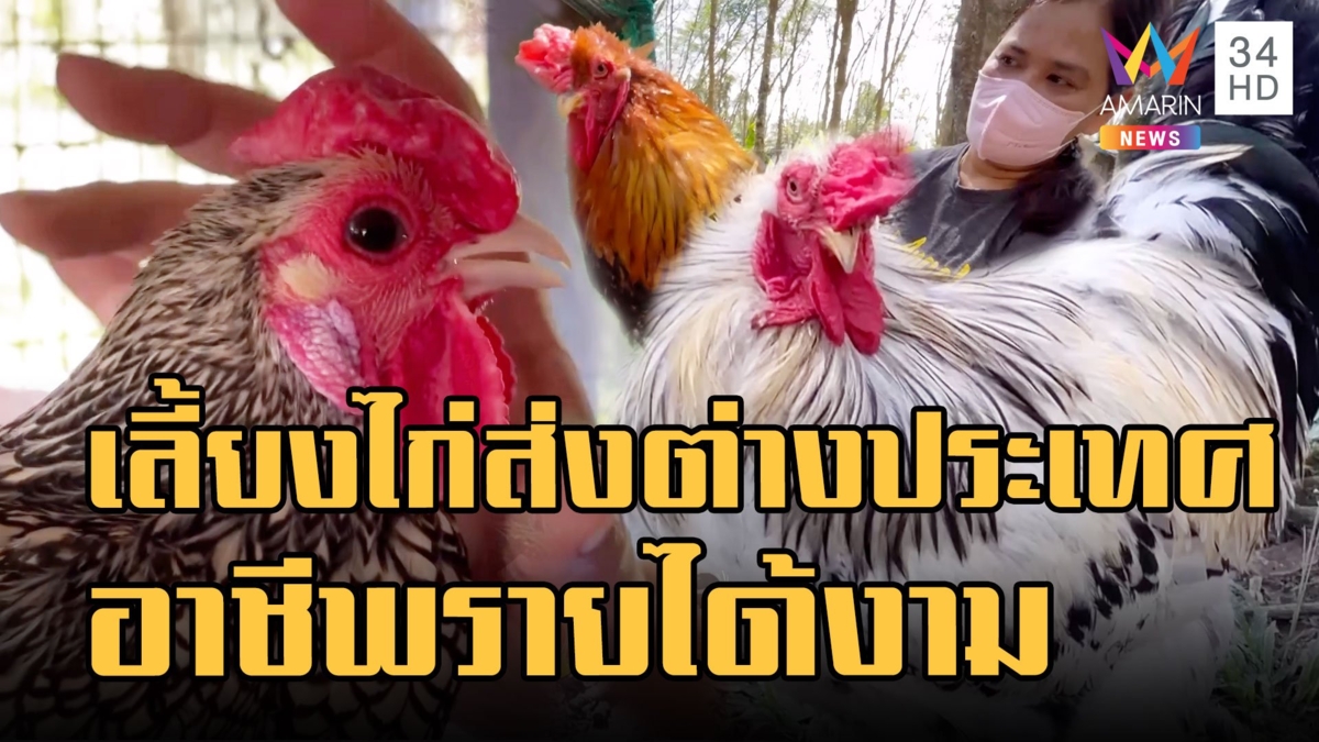อาชีพโกยเงิน! เลี้ยงไก่ดำ-ไก่สวยงาม ส่งขายต่างประเทศรายได้งาม