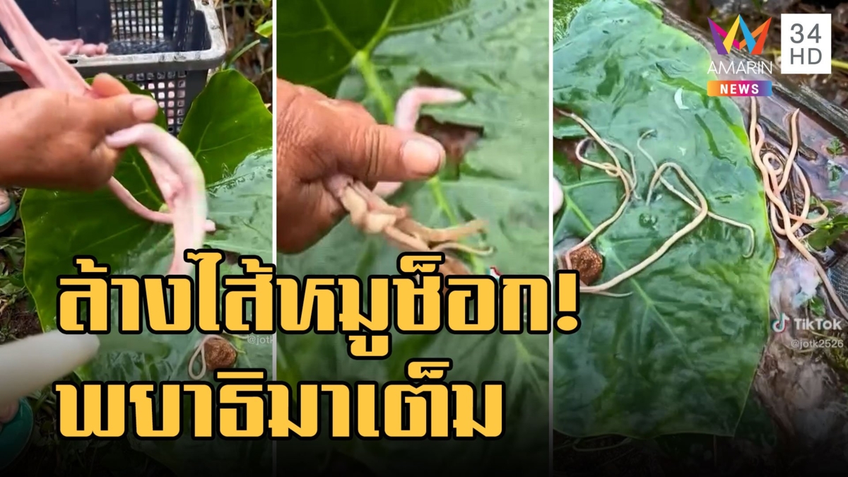 อวสานอาหารเช้า! ล้างไส้หมูพยาธิมาเต็มตัวยาวหนักมาก