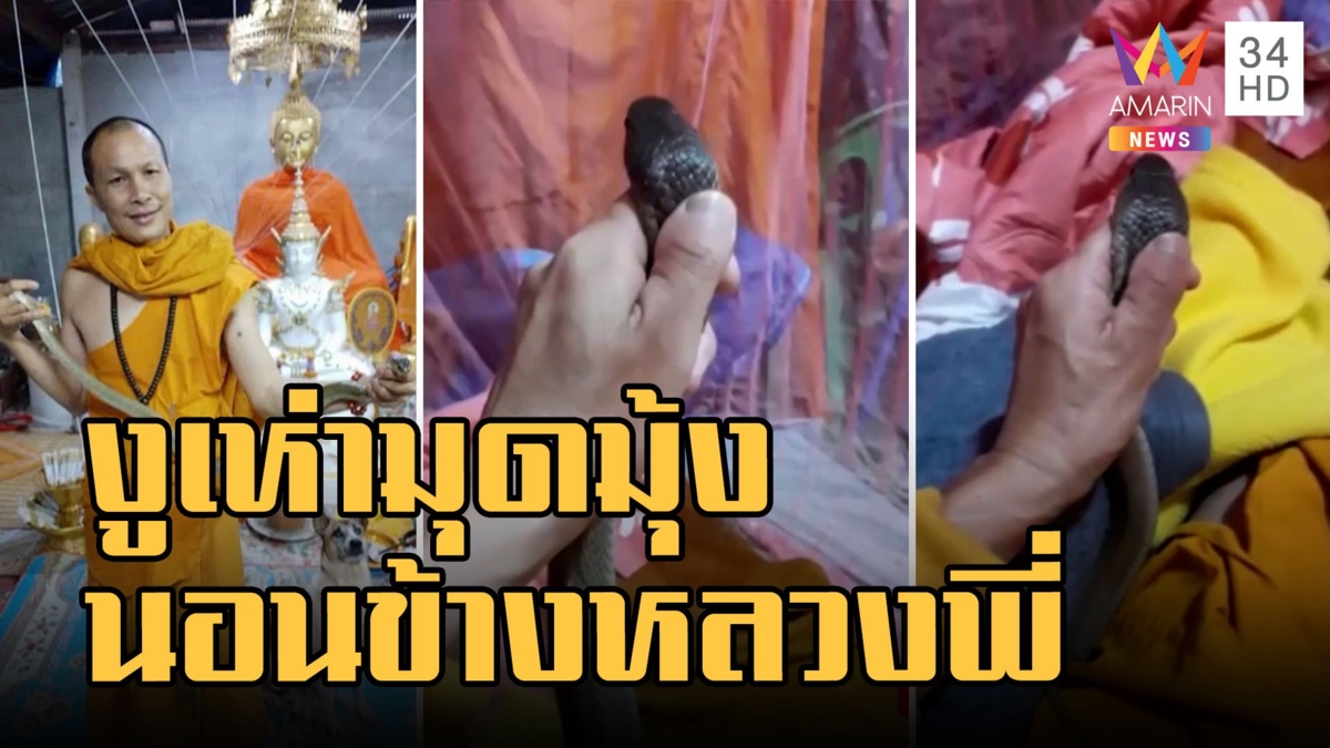 งูเห่ามุดมุ้งไปนอนกับหลวงพี่ ไล่ยังไงก็ไม่ยอมไป