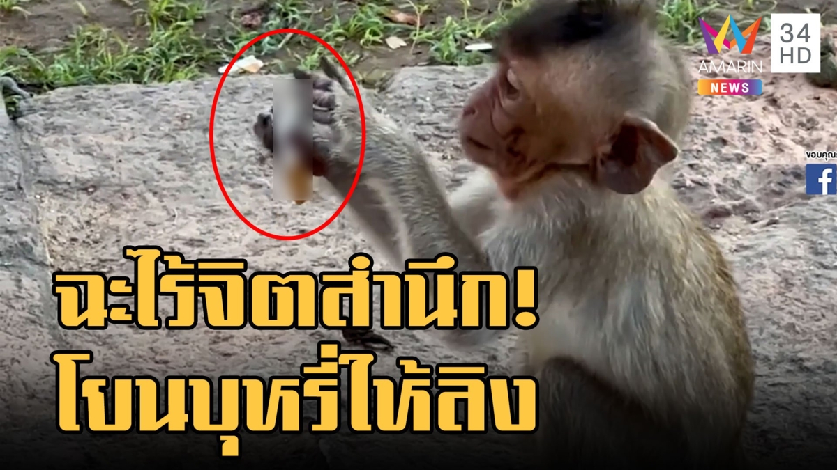 ฉะยับ นทท.มือดีจุดบุหรี่โยนให้ลูกลิง ร้อนสะดุ้งวิ่งหนี