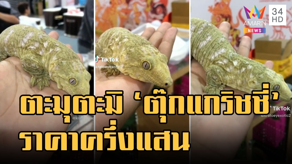 ชวนตะลึง ตุ๊กแกริชชี่ ตะมุตะมิราคาครึ่งแสน