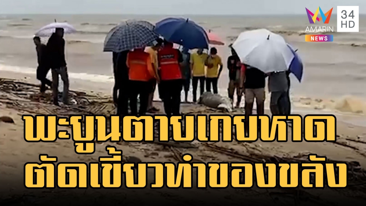 สลด ซากพะยูนเกยหาด ถูกตัดเขี้ยวทำของขลัง