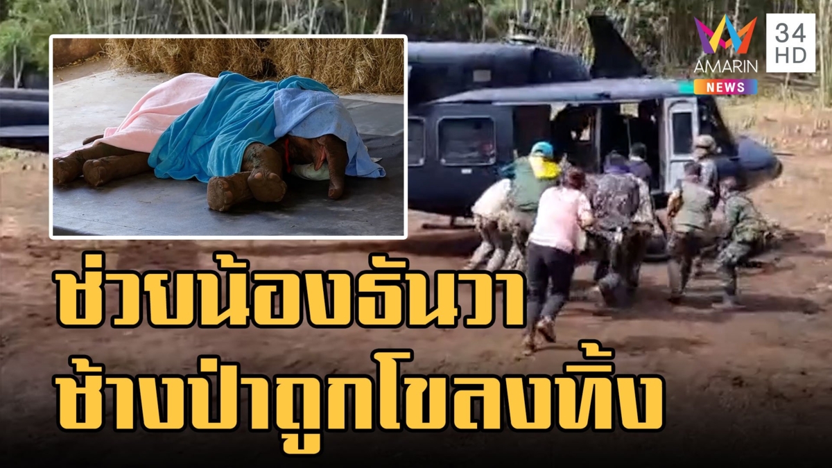 ช่วย "น้องธันวา" ลูกช้างป่าถูกโขลงทิ้ง พาขึ้น ฮ.ส่งรักษาบึงฉวาก