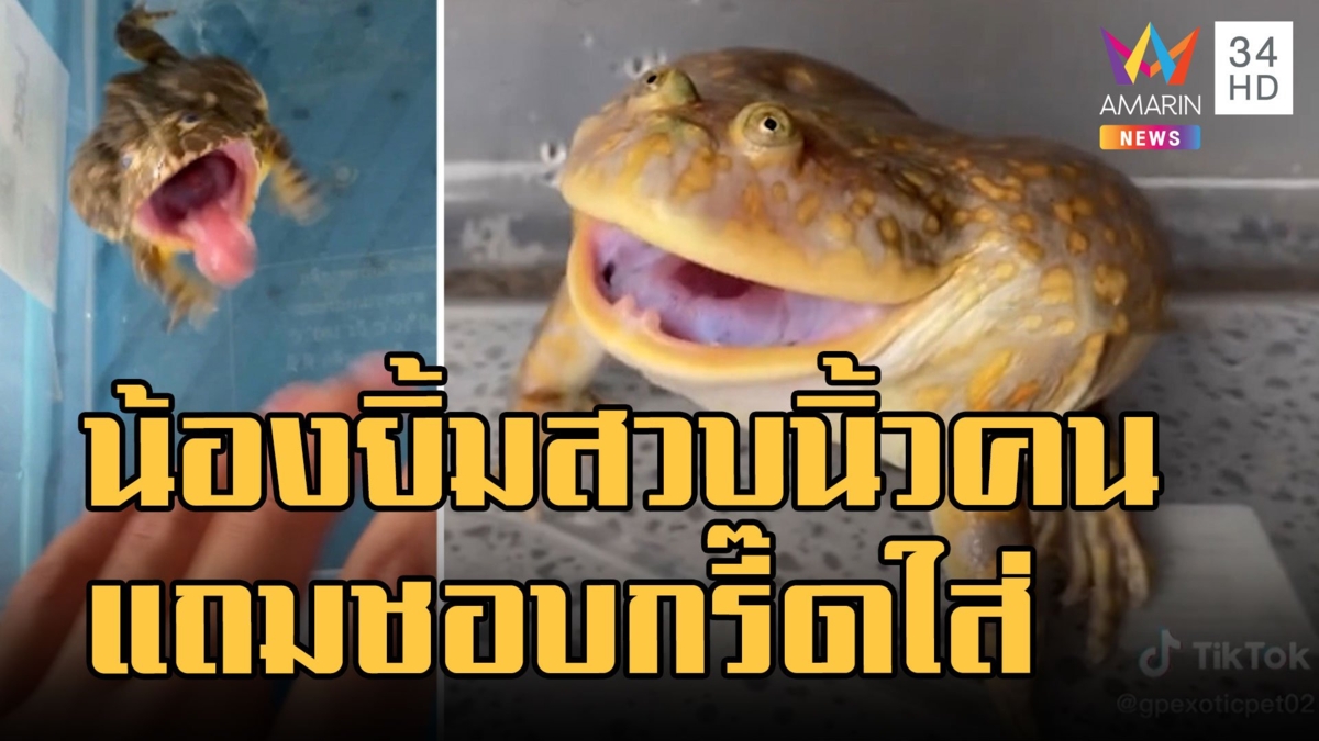 น้องยิ้ม กบชอบกรี๊ดตัวอ้วนปุ๊กลุก กระโดดสวบนิ้วคน