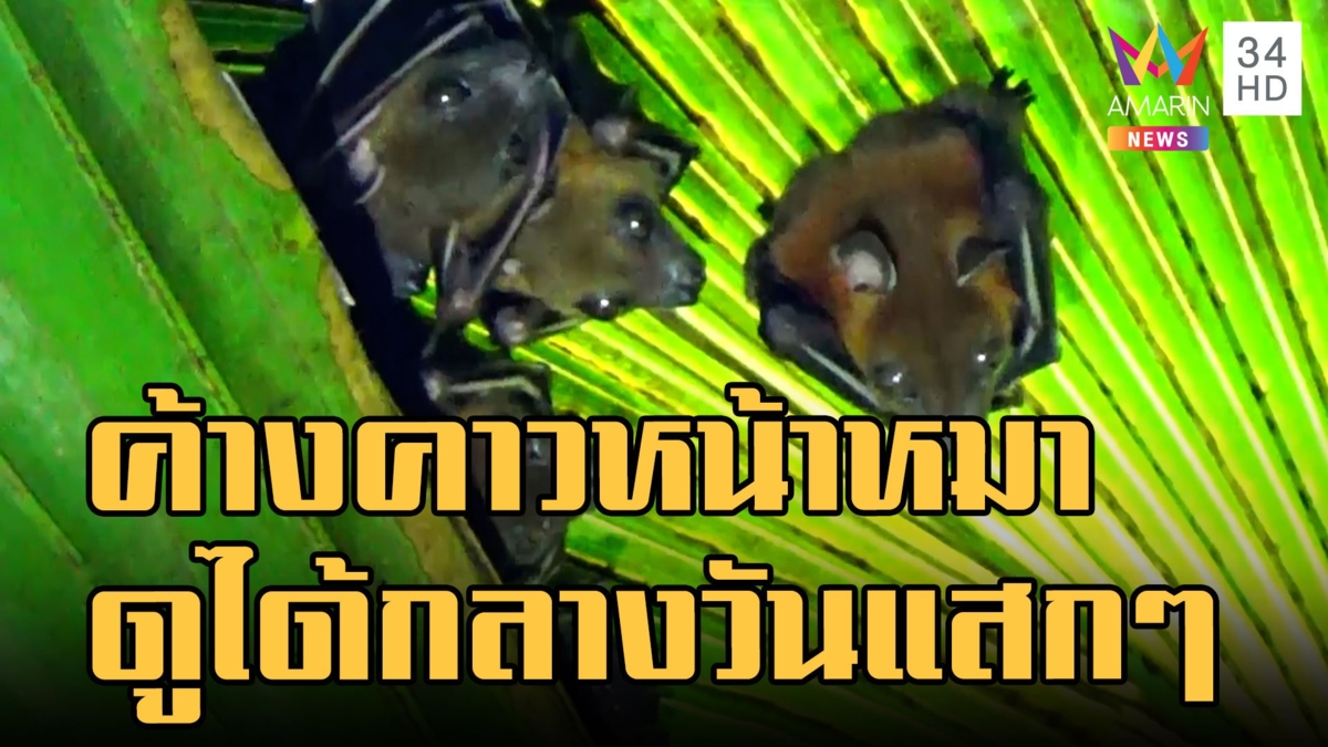แห่ดูค้างคาวหน้าหมานับร้อย กลางวันแสกๆ ไม่ต้องไปดูถึงในถ้ำ