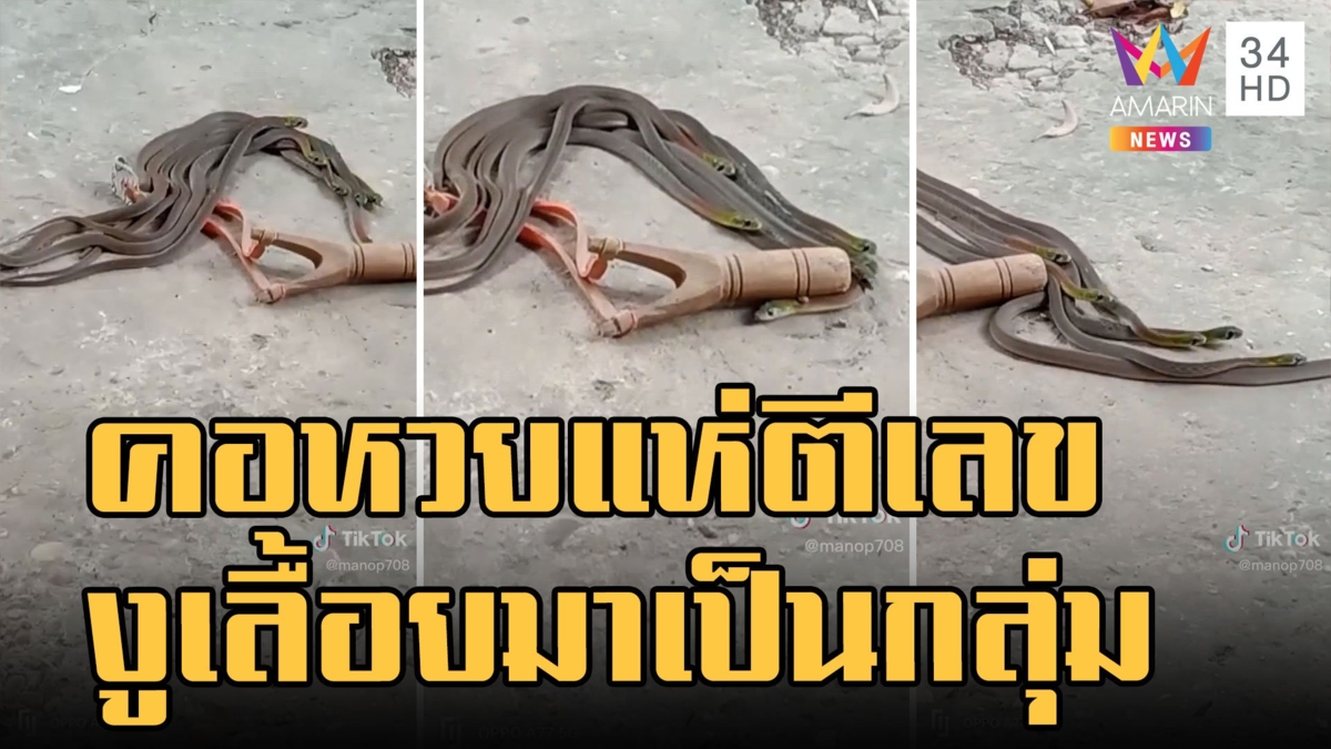 ขนลุกซู่ ครอบครัวงูลายสาบคอแดง เลื้อยมากันเป็นกลุ่ม คอหวยแห่ตีเลข
