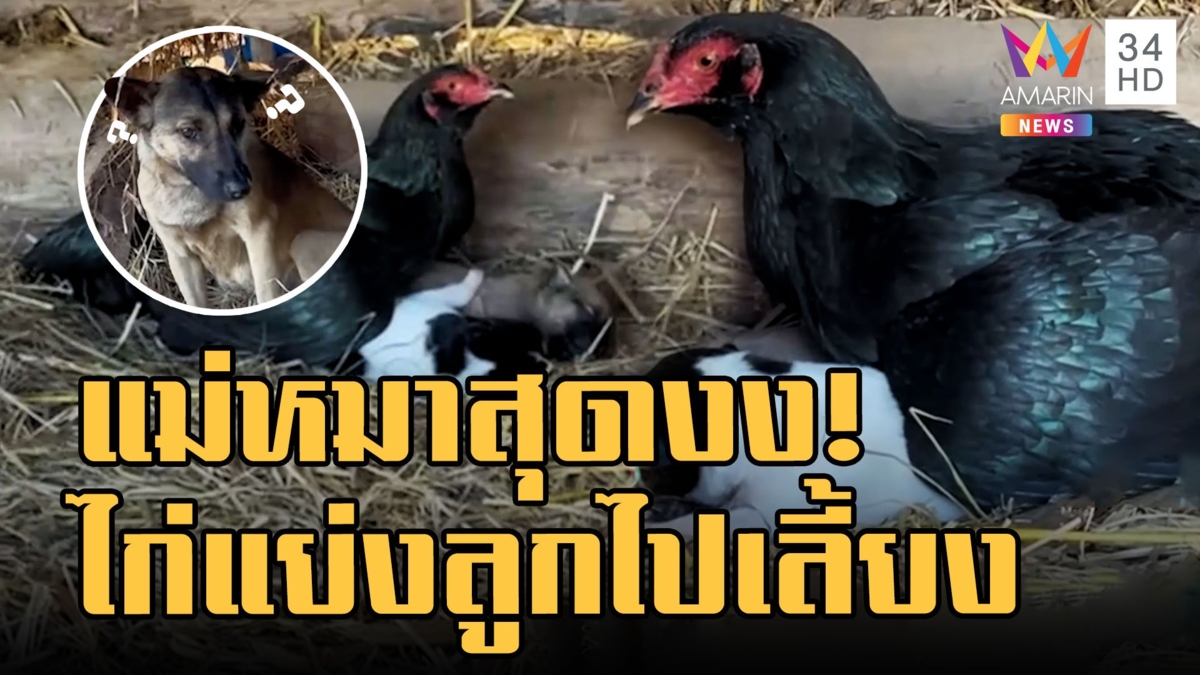 แม่หมาสุดงง! แม่ไก่แย่งลูกไปเลี้ยง ชาวเน็ตแซวลูกหมาขันปลุก