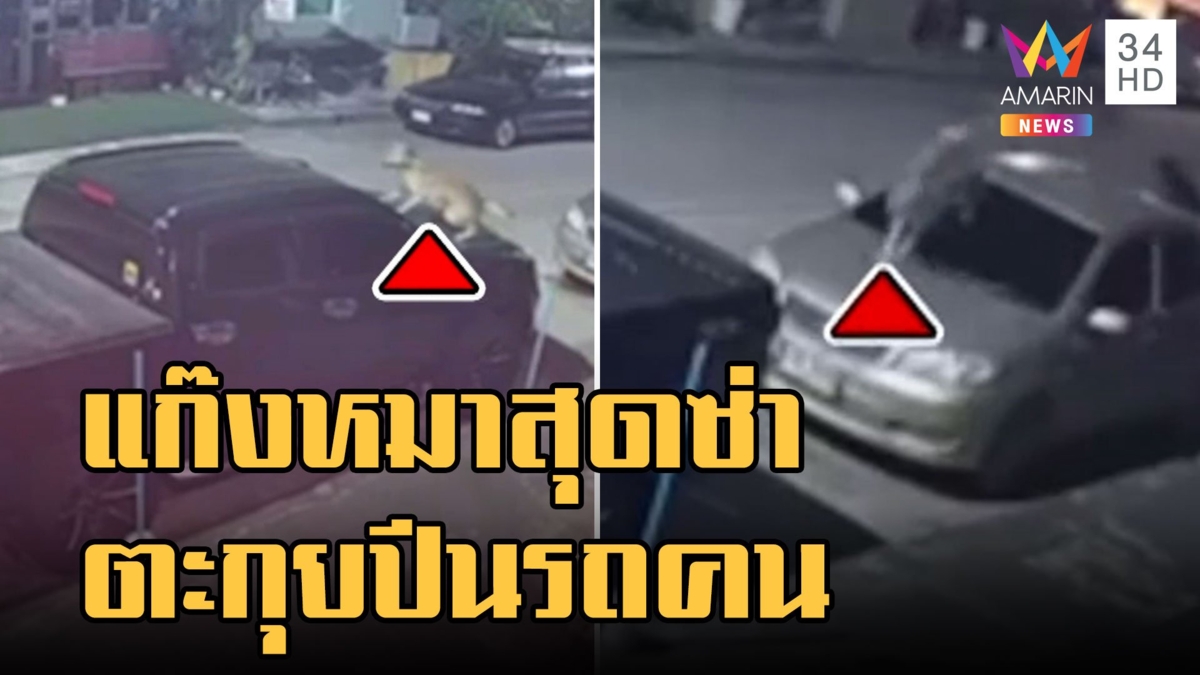 หมาจรสุดซ่า กระโดดขึ้นรถกระบะตะกุยเสียหาย