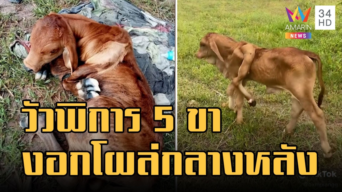 วัวพิการ 5 ขา งอกกลางลำตัวใช้ชีวิตปกติ น้องแข็งแรงดี
