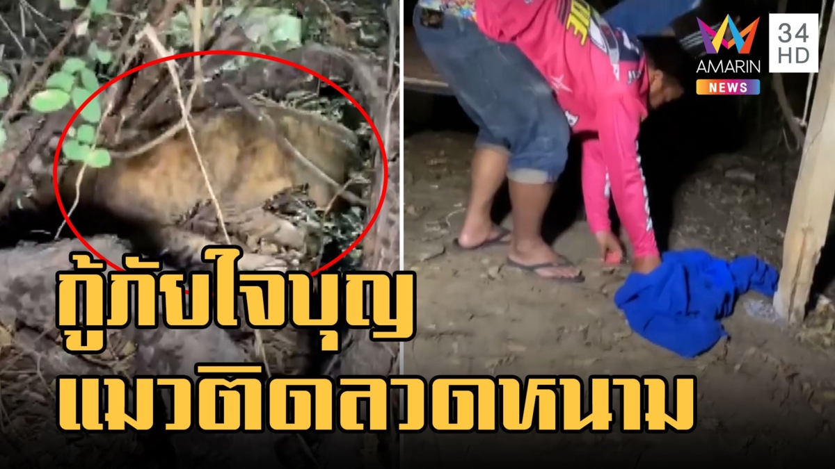 นาทีกู้ภัย ช่วยแมวติดรั้วลวดหนาม
