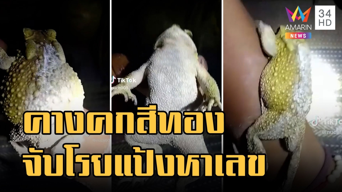 คางคกสีทองกระโดดเข้าบ้าน จับโรยแป้งหาเลขซะเลย