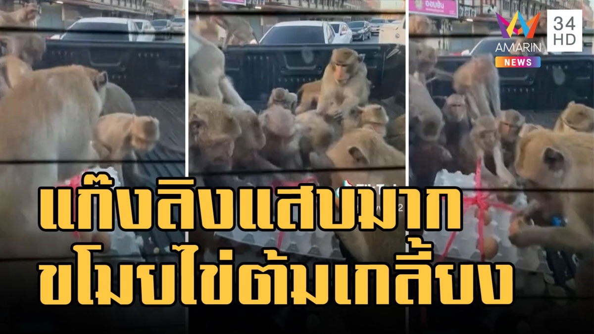ฝูงลิงบุกขโมยไข่ต้มท้ายรถกระบะ ไข่ 3 แผงเกลี้ยง