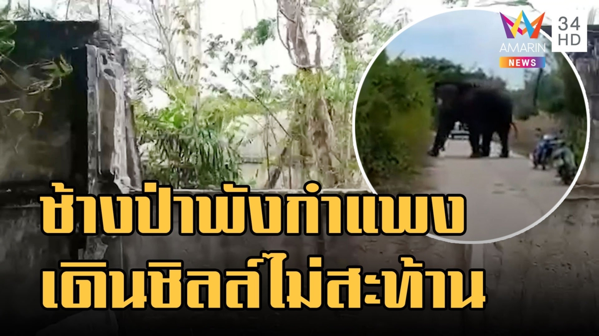พี่ใหญ่ ช้างป่าอ่างฤาไนพังกำแพงบ้านไม่สะทกสะท้าน