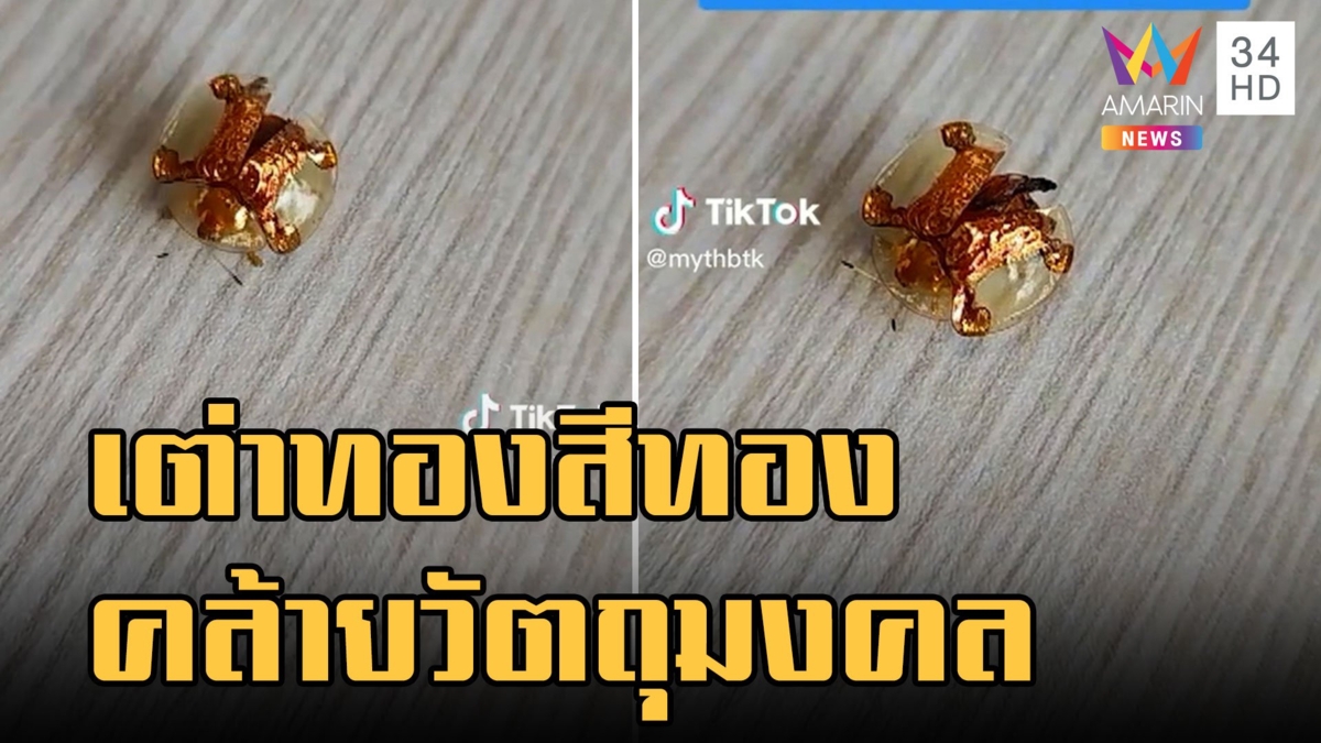 แมลงเต่าทอง ที่เป็นสีทองจริงๆ เหมือนมีคนเอาทองไปแปะ