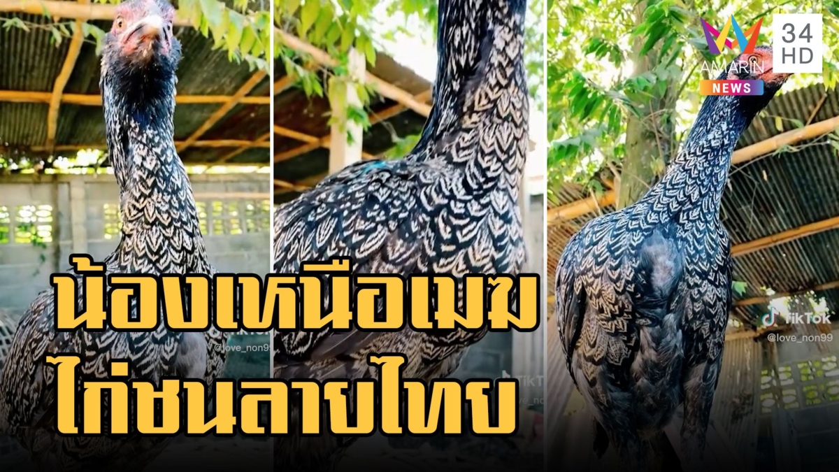 น้องเหนือเมฆ "ไก่ลายไทย" ลูกครึ่งเมียนมา-ไต้หวัน ไก่ชนพันธุ์ดุ