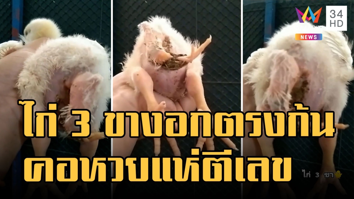 น้องไก่ 3 ขา งอกออกมาทางก้น คอหวยตีเลขเสียงโชค