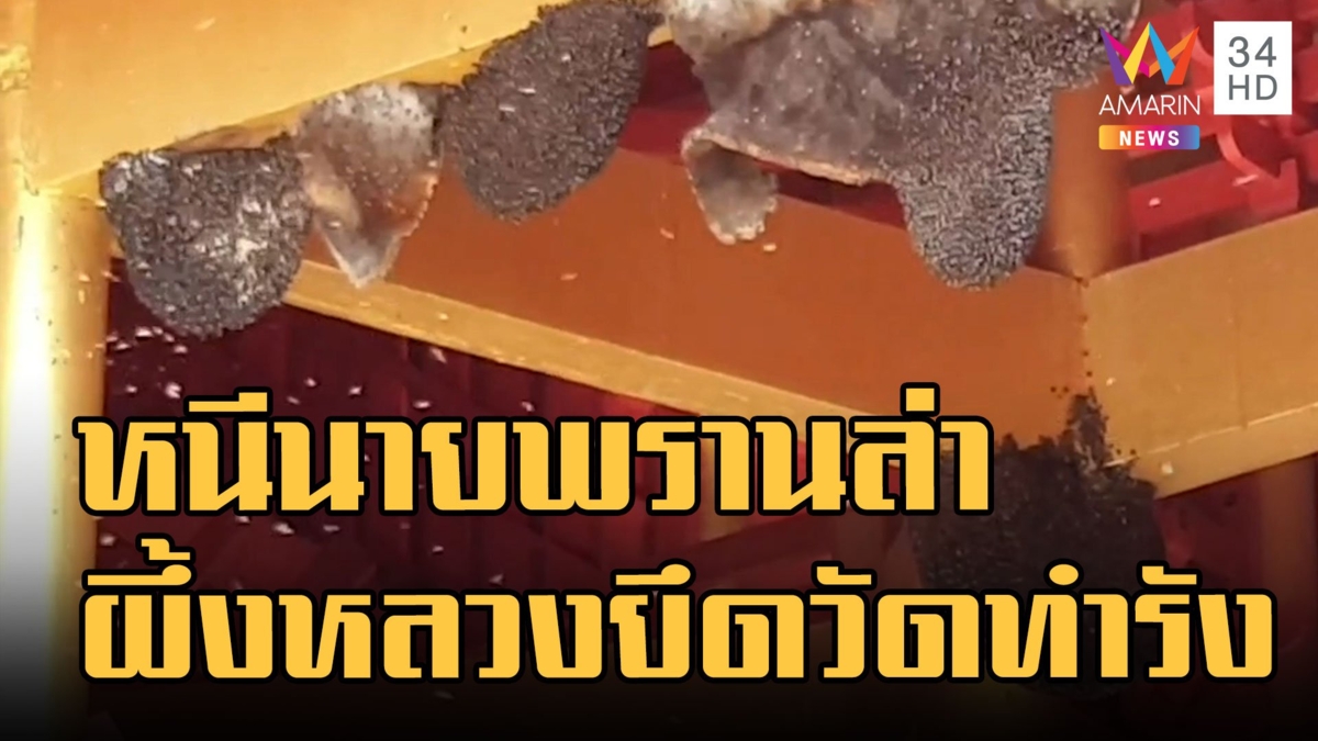 ผึ้งหลวงป่ายึดตำหนักเจ้าแม่กวนอิมสร้าง 13 รัง เชื่อหนีนายพรานล่า