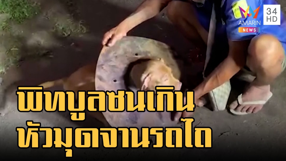 หมาพิทบูลซนมาก หัวโผล่ในจานรถไถเอาออกไม่ได้