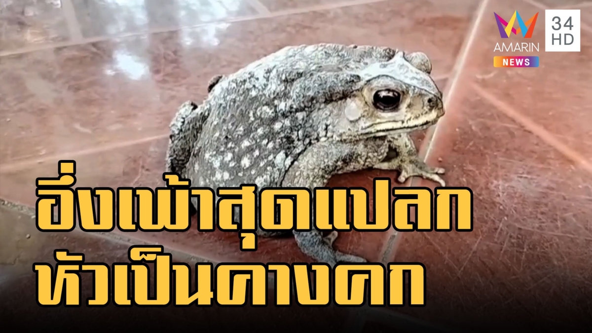 ชาวบ้านงงหนัก! หัวคางคก ตัวเป็นอึ่งอ่าง
