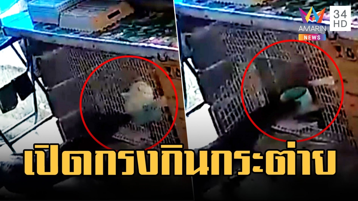 ตัวเหี้ยร้ายกาจ เปิดกรงบุกกินกระต่ายเรียบ