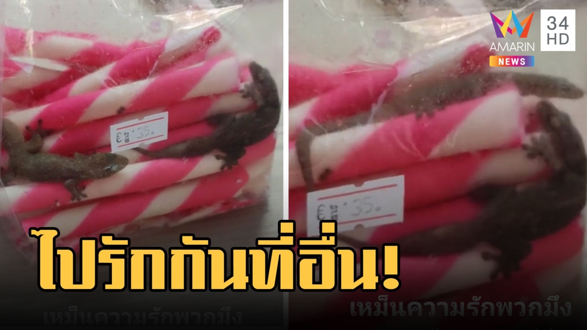 เหม็นความรัก! จิ้งจกโชว์หวานในถุงขนมเวเฟอร์