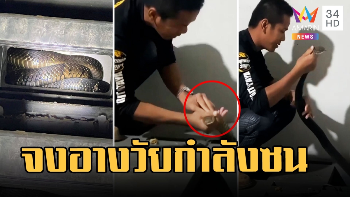 กู้ภัยจับจงอางวัยกำลังซน ดุมากยาว 3 เมตร หนีหมาซุกรูพาเลท