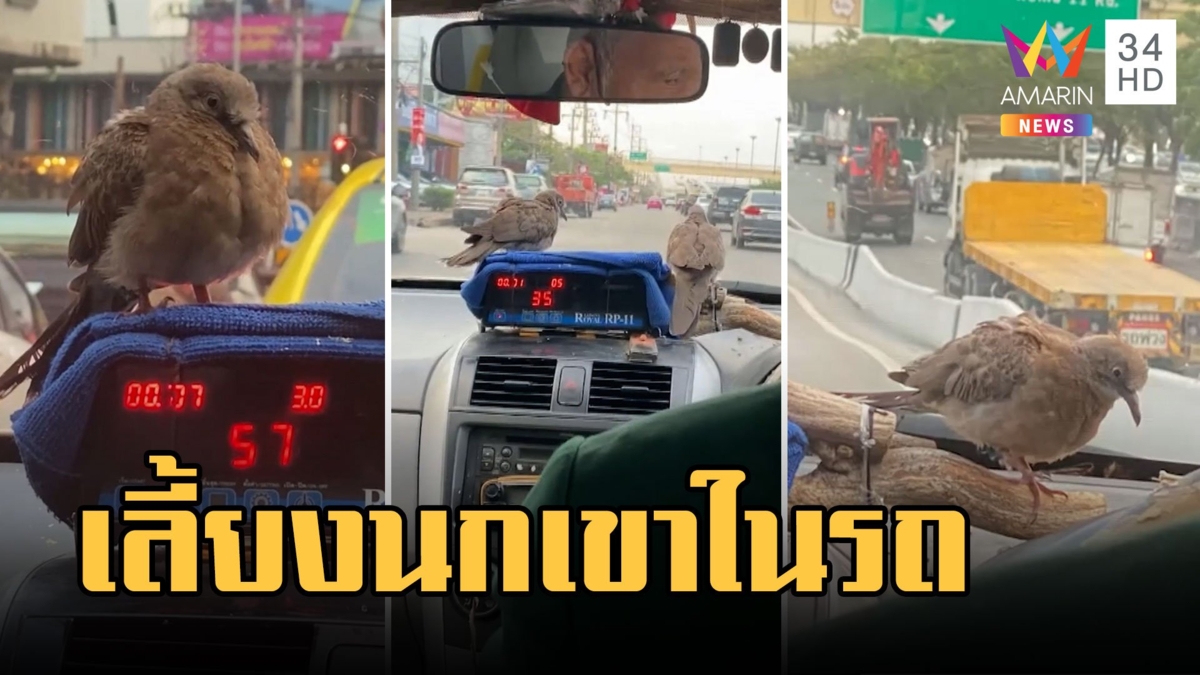 อะเมซิ่งไทยแลนด์! นั่งแท็กซี่แบบชมนกชมไม้ สัมผัสแบบใกล้ตัว