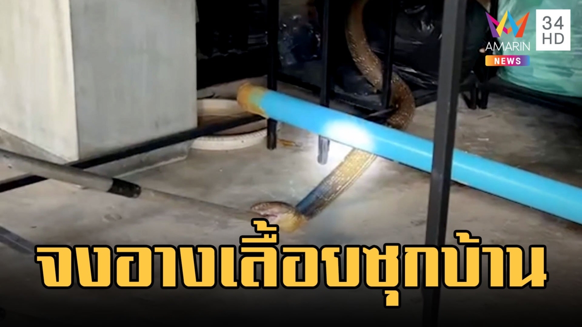 งูจงอางเกือบ 5 เมตรเลื้อยซุกใต้ถุนบ้าน