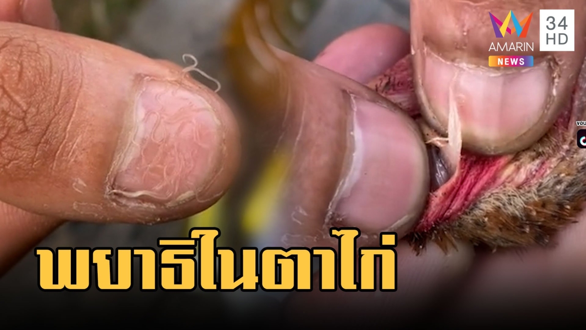 พยาธิในตาไก่ ดิ้นดุ๊กดิ๊ก คนเลี้ยงเผาทิ้งเกลี้ยง