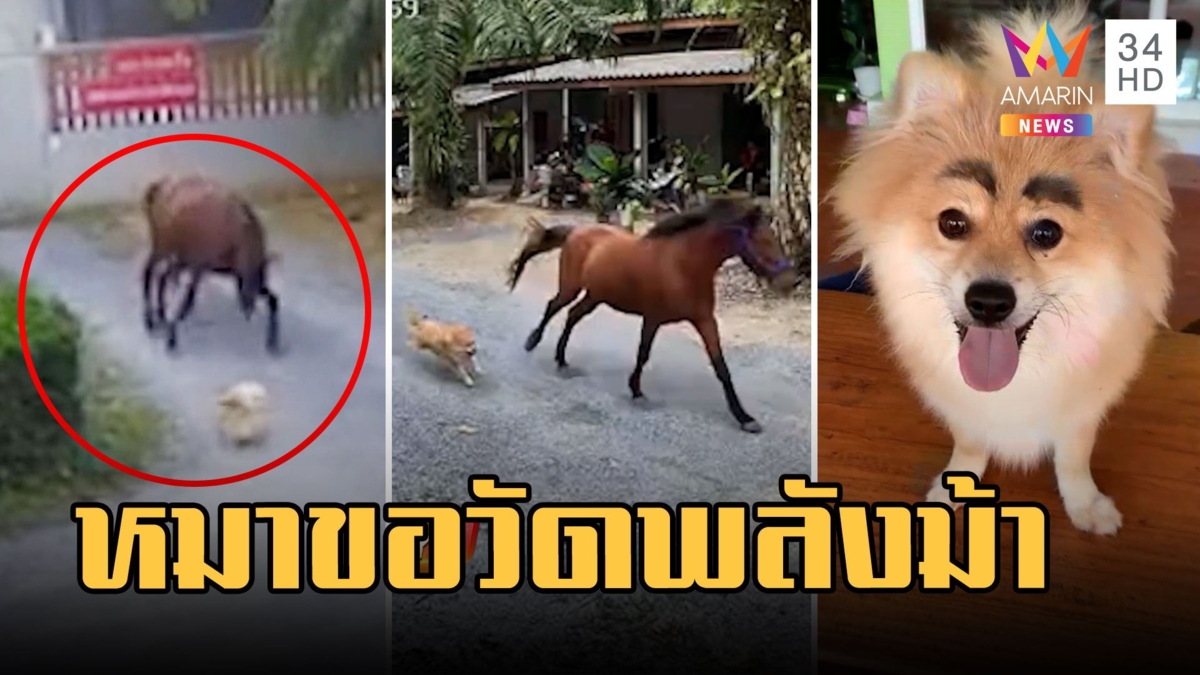 "บ็อบบี้" น้องหมาปอมขอวัดพลังม้า แมวส้มถึงกับงงอิหยังวะ