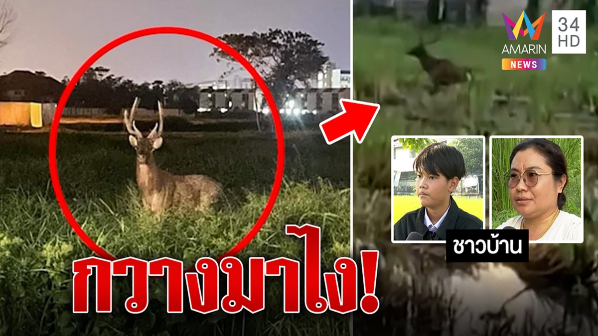มาไงก่อน! กวางป่าโผล่กลางเมือง