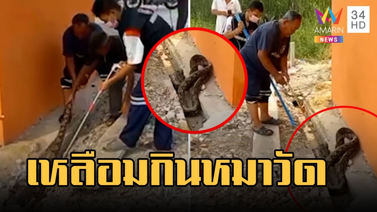 งูเหลือมมันร้าย ซุกท่อเลื้อยเข้าวัดกินหมา