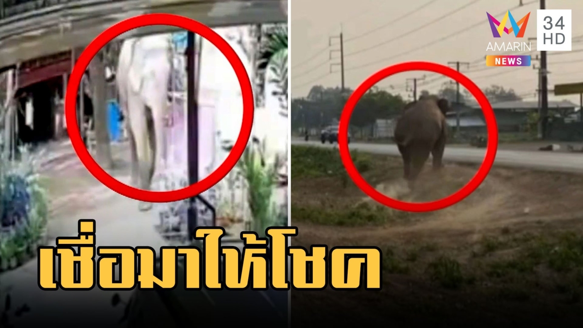 อลหม่าน! ช้างป่าบุกหมู่บ้านในรอบ 100 ปี เชื่อมาให้โชค