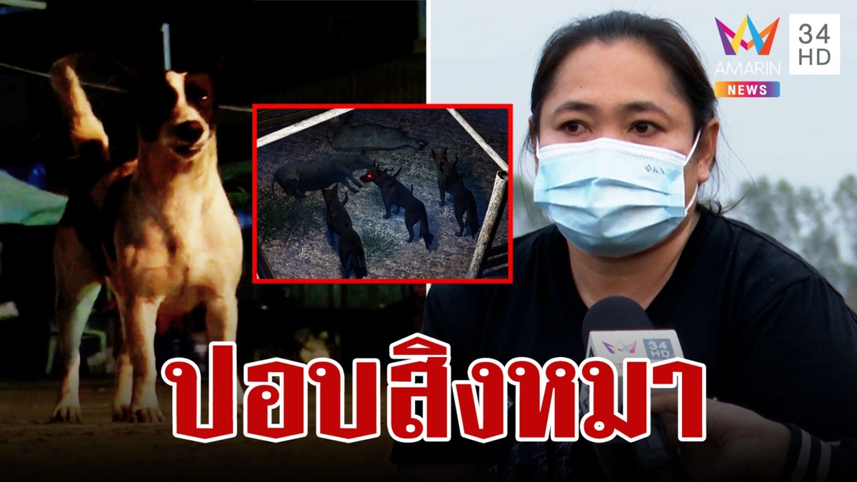 แตกตื่น! ปอบสิงหมา ออกกินตับวัวตอนกลางคืน