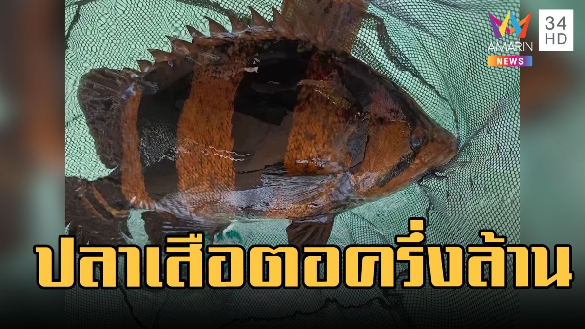 ขายปลาเสือตอ 450,000 บาท เขมรสายเก่า ตำนานที่มีชีวิต