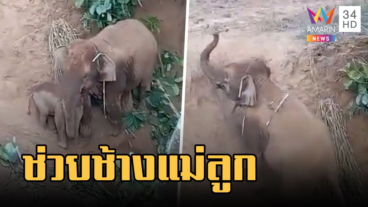 ช้างแม่ลูกตกหลุม หัวอกแม่ฮึดเอาหัวดันลูก จนท.วางแผนลุยช่วย